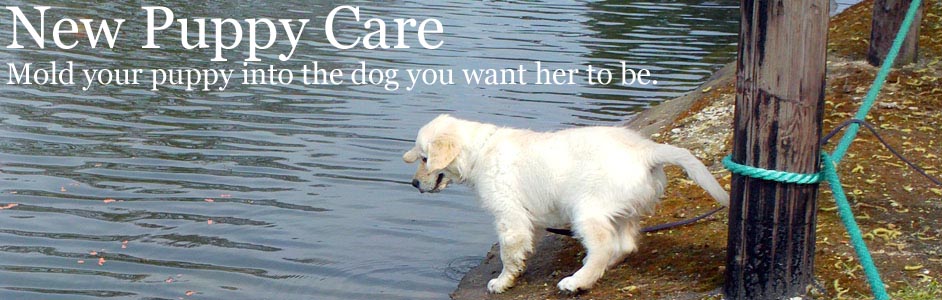 new puppy care care helping you help your new puppy care care helping you help your