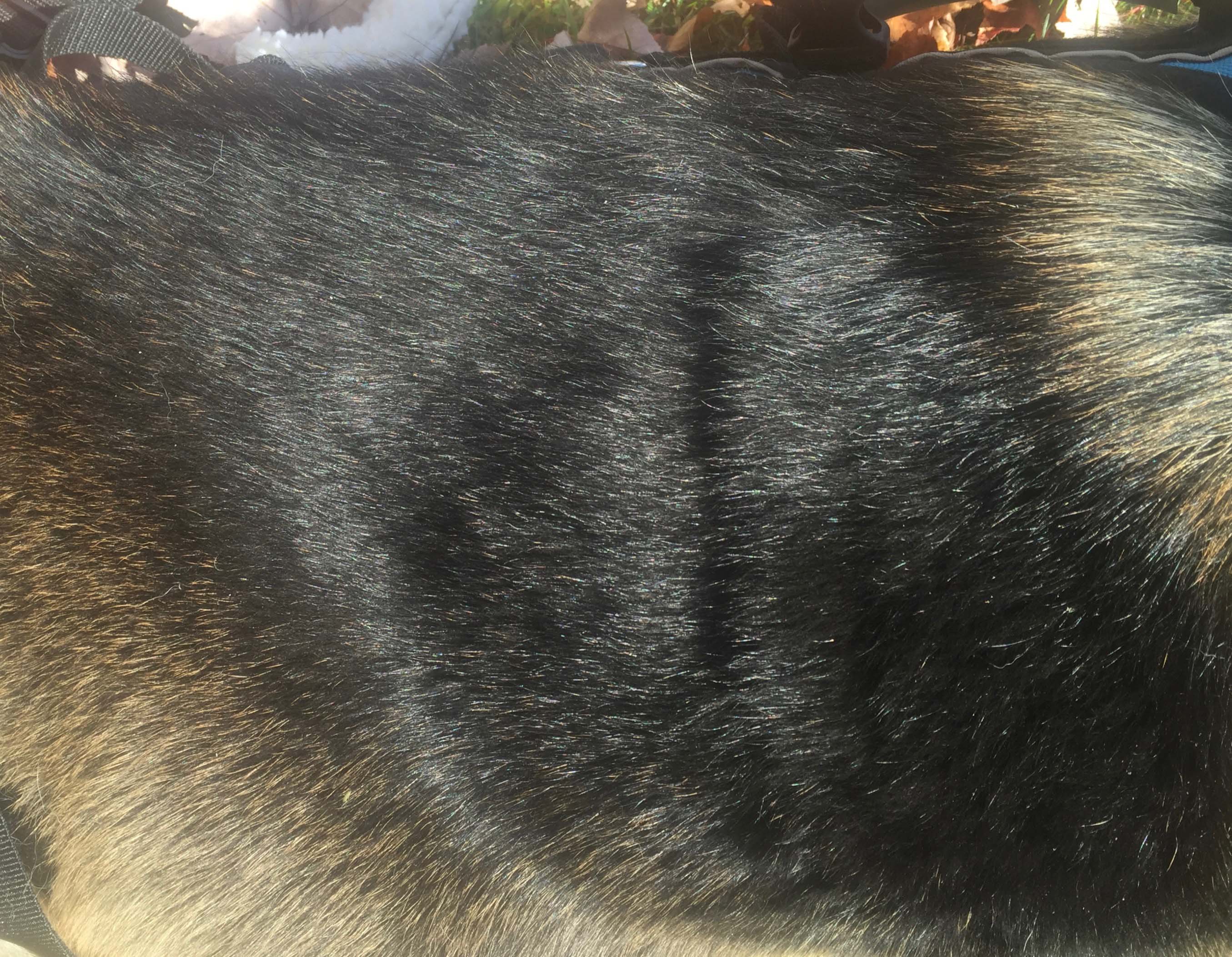 Dog Dandruff. Recognize Symptoms and Treat