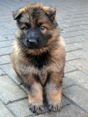 new puppy care new puppy care your puppy is a blank page write on it wisely new puppy care new puppy care your puppy is a blank page write on it wisely