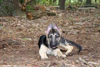 german shepherd puppy ears stages puppy development stages defined german shepherd puppy ears stages puppy development stages defined
