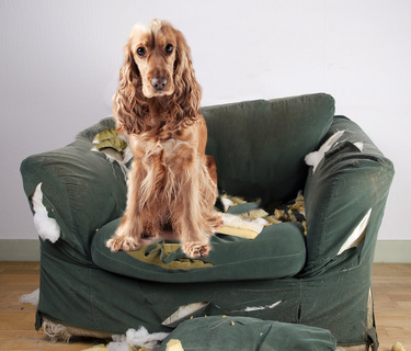 dogs separation anxiety for separation anxiety teach your to be happy alone dogs separation anxiety for separation anxiety teach your to be happy alone