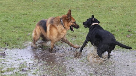 A dog that loves to play in muddy puddles or just enjoys swimming is prone to a dog skin infection.