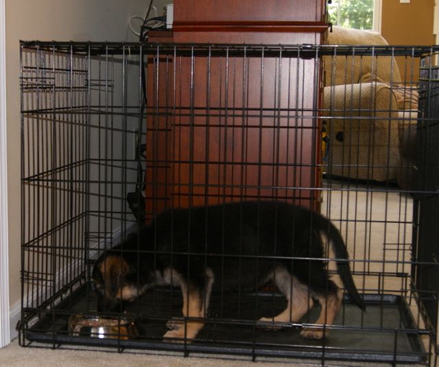 Crate Training a Puppy To Love His Crate