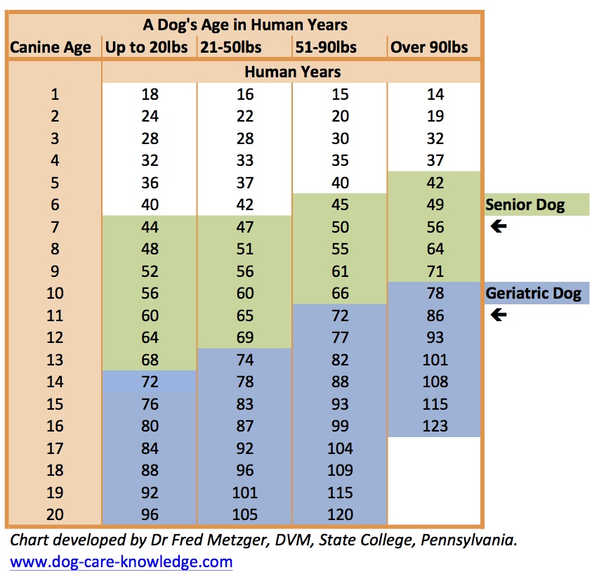 Dog Age Calculator Chart