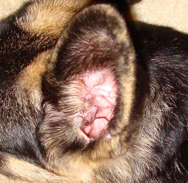 What is a treatment for dog ear mites?