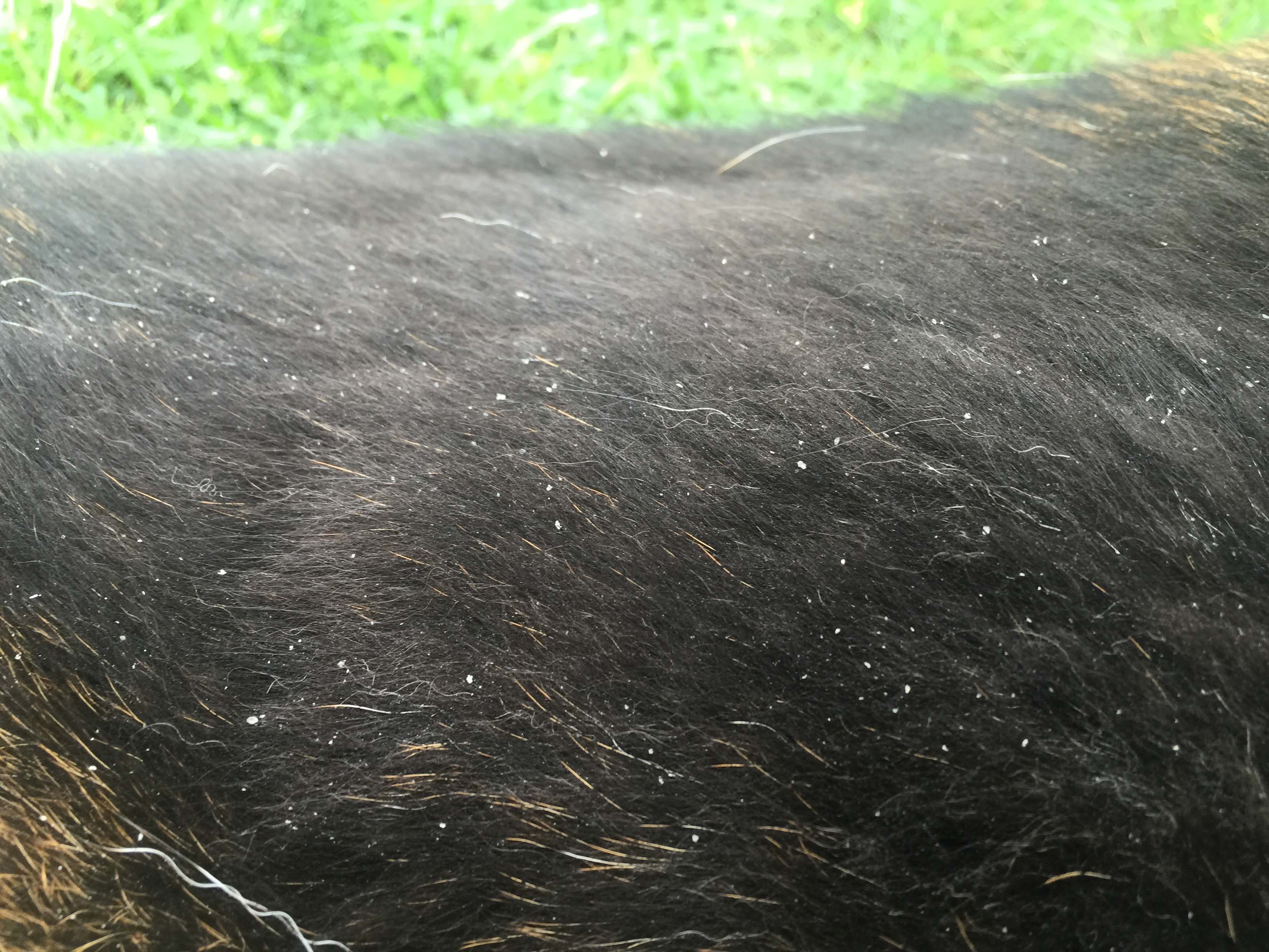 has dandruff dandruff recognize symptoms and treat has dandruff dandruff recognize symptoms and treat