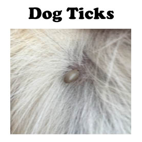 skin problems in dogs