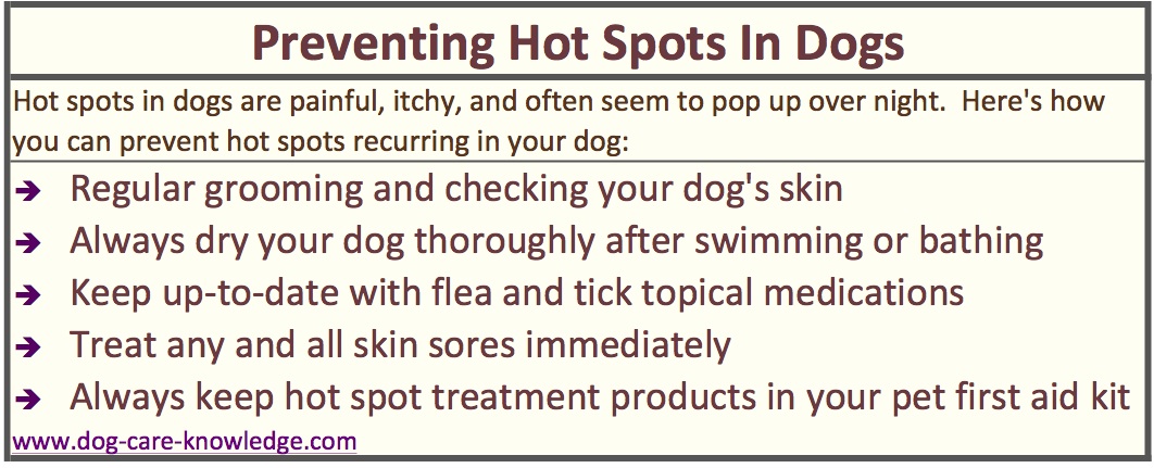 how to treat hotspots on dogs image gallery hotspots on dogs how to treat hotspots on dogs image gallery hotspots on dogs