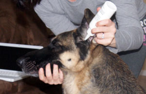 cleaning dog ears