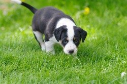 puppy sniffing