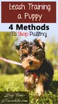 Have an obedient dog by choosing one of these 4 different methods for leash training a puppy to walk calmly by your side.