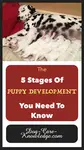 Your puppy can grow into an emotionally stable dog by knowing what to do during each puppy development stage. It will create a well-balanced and social dog.