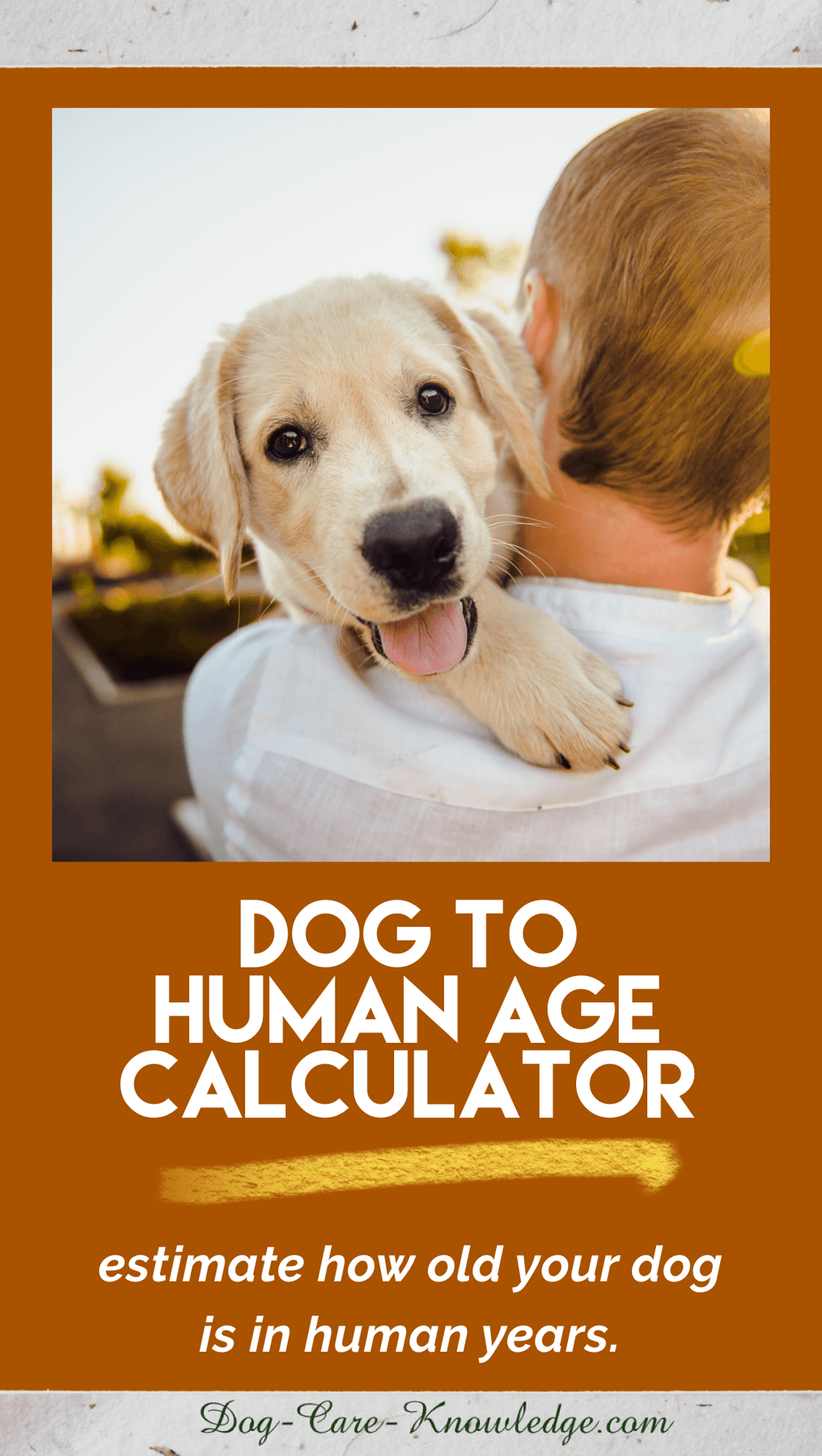 Older Dog Care 7 Top Tips on How To Extend Your Dog's Life