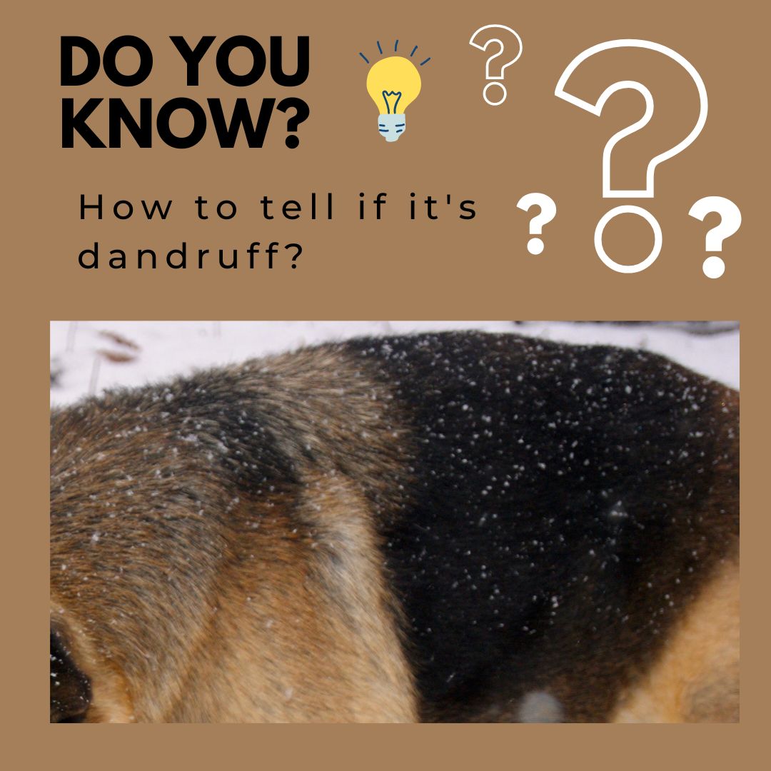 Dog dandruff - do you know 