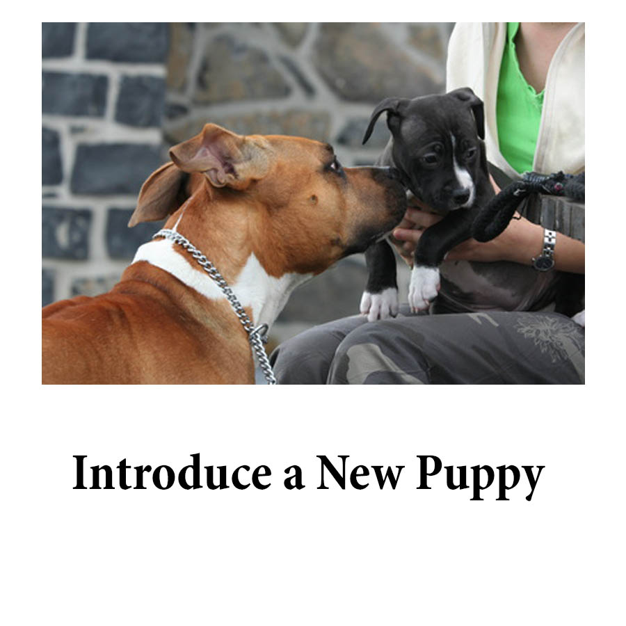 Practical New Puppy Care Advice To Avoid Problems