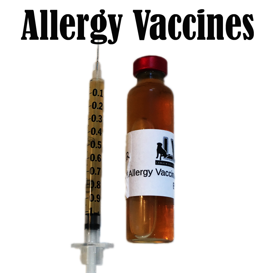 Canine Allergies Practical Advice on How To Help Them