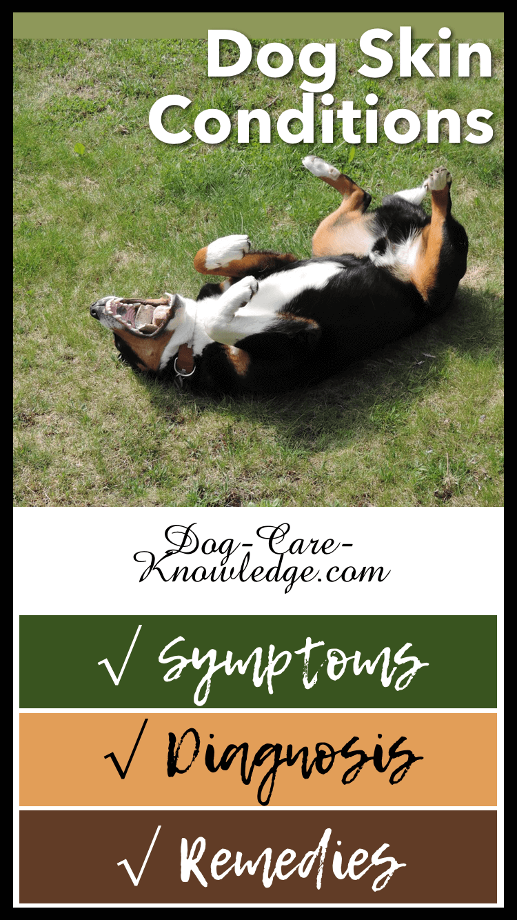 Dog Skin Conditions You Need To Know How To Cure and Treat Them