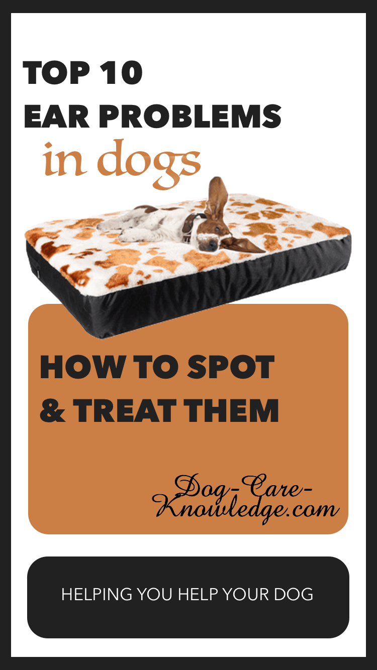 Top 10 Dog Ear Problems How To Spot and Treat Them