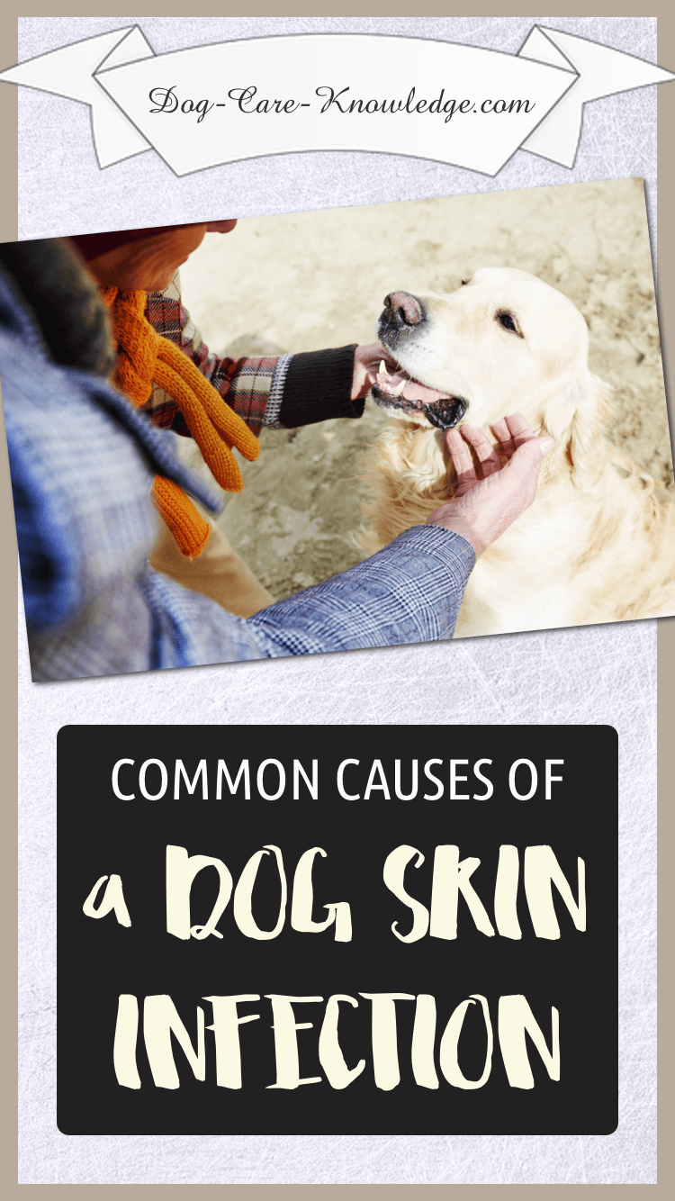 Dog Skin Infection This Is How To Cure and Treat It
