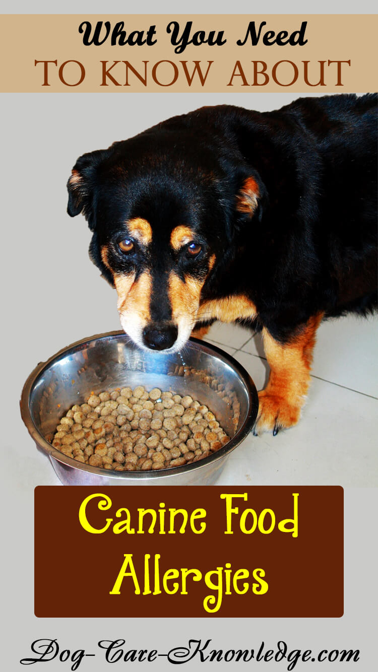 Canine Food Allergies or Intolerance? What You Need To Know.