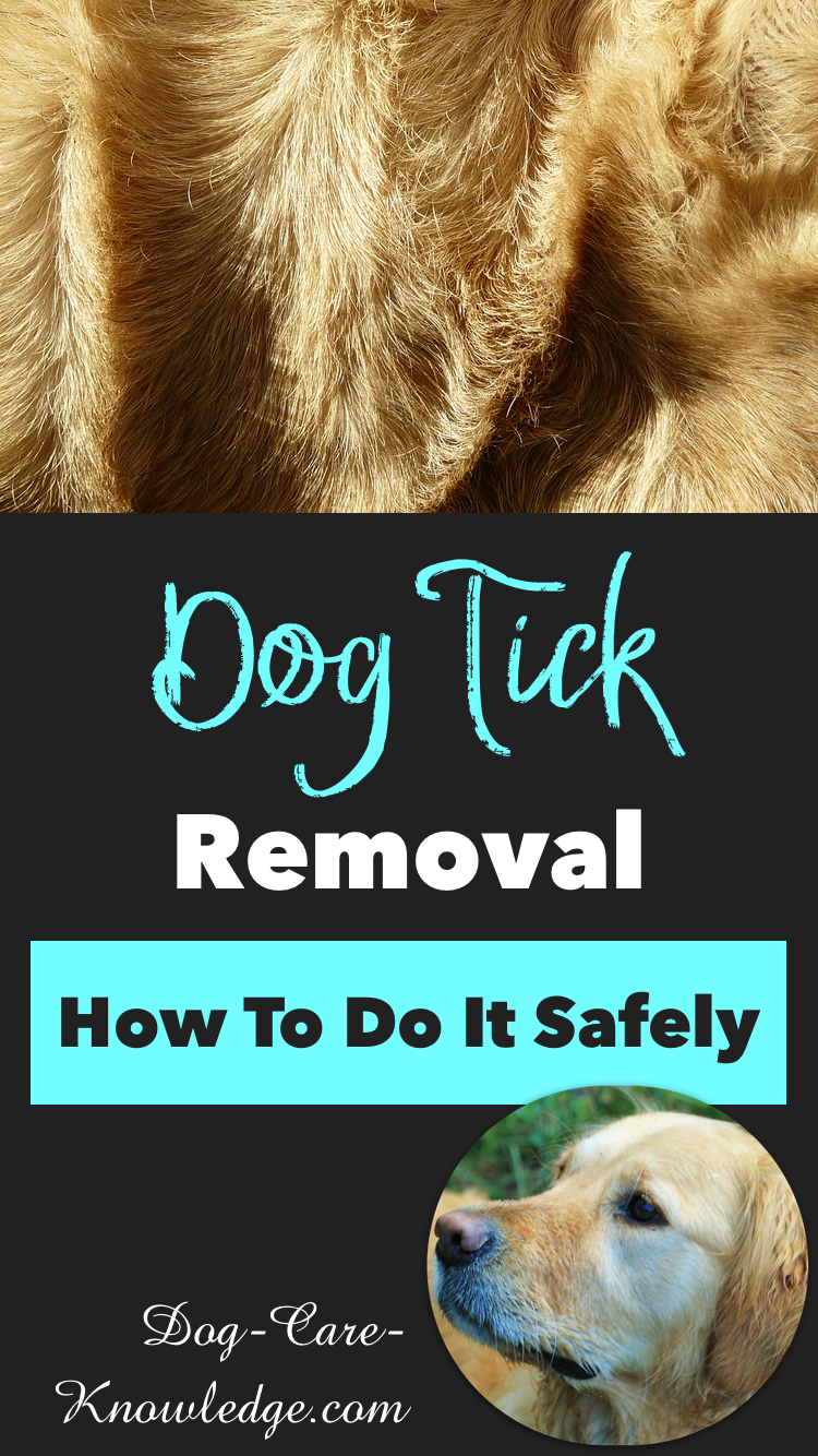 Dog Tick Removal This is How to Do it Safely