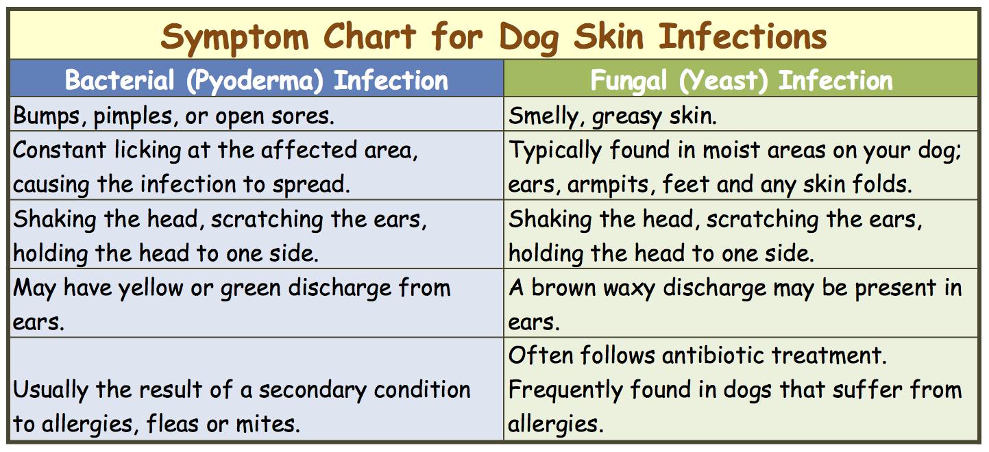 Dog Skin Infection. How To Recognize and Treat The Symptoms.