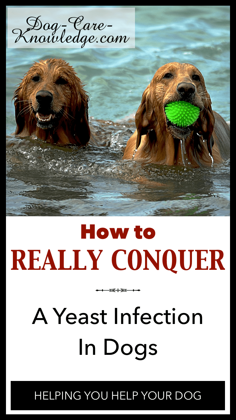 can antibiotics cause yeast infection in dogs