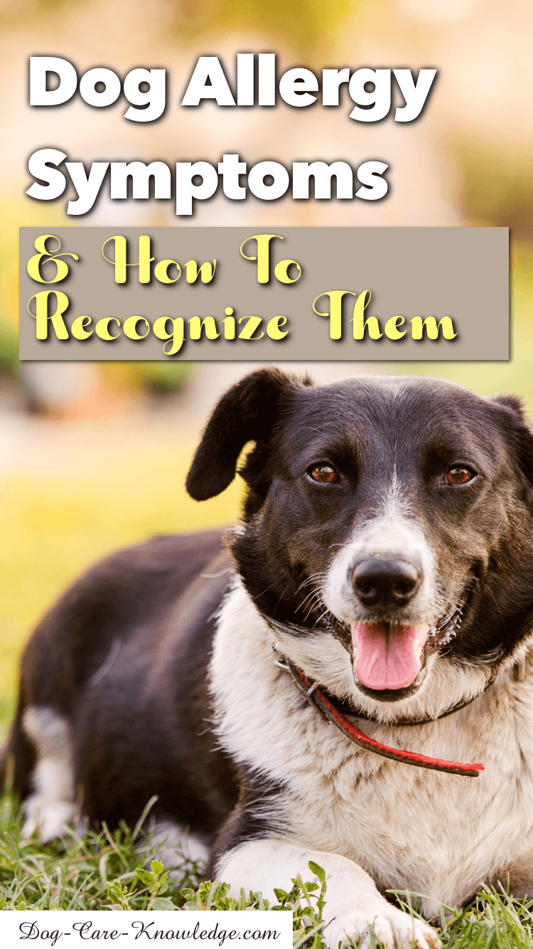 Dog Allergy Symptoms and How to Recognize Them