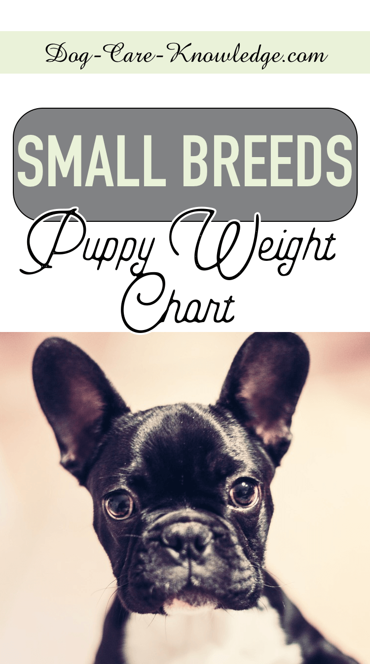 Toy Breed Weight Chart