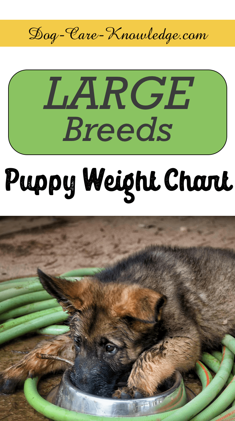 how much weight does a puppy gain per week