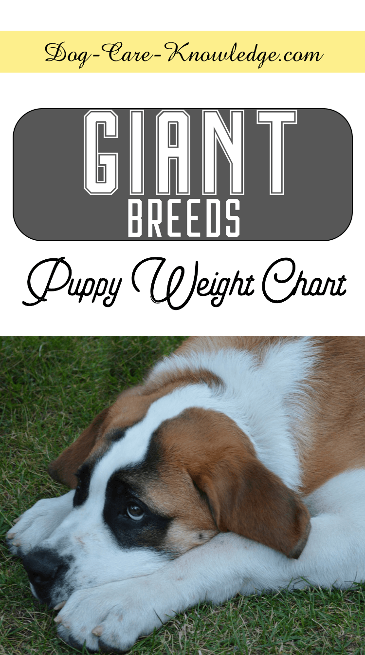 how much weight does a puppy gain per week