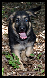Puppy GSD. Puppy GSD.