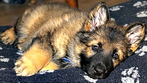 German Shepherd puppy laying down. German Shepherd puppy relaxing.