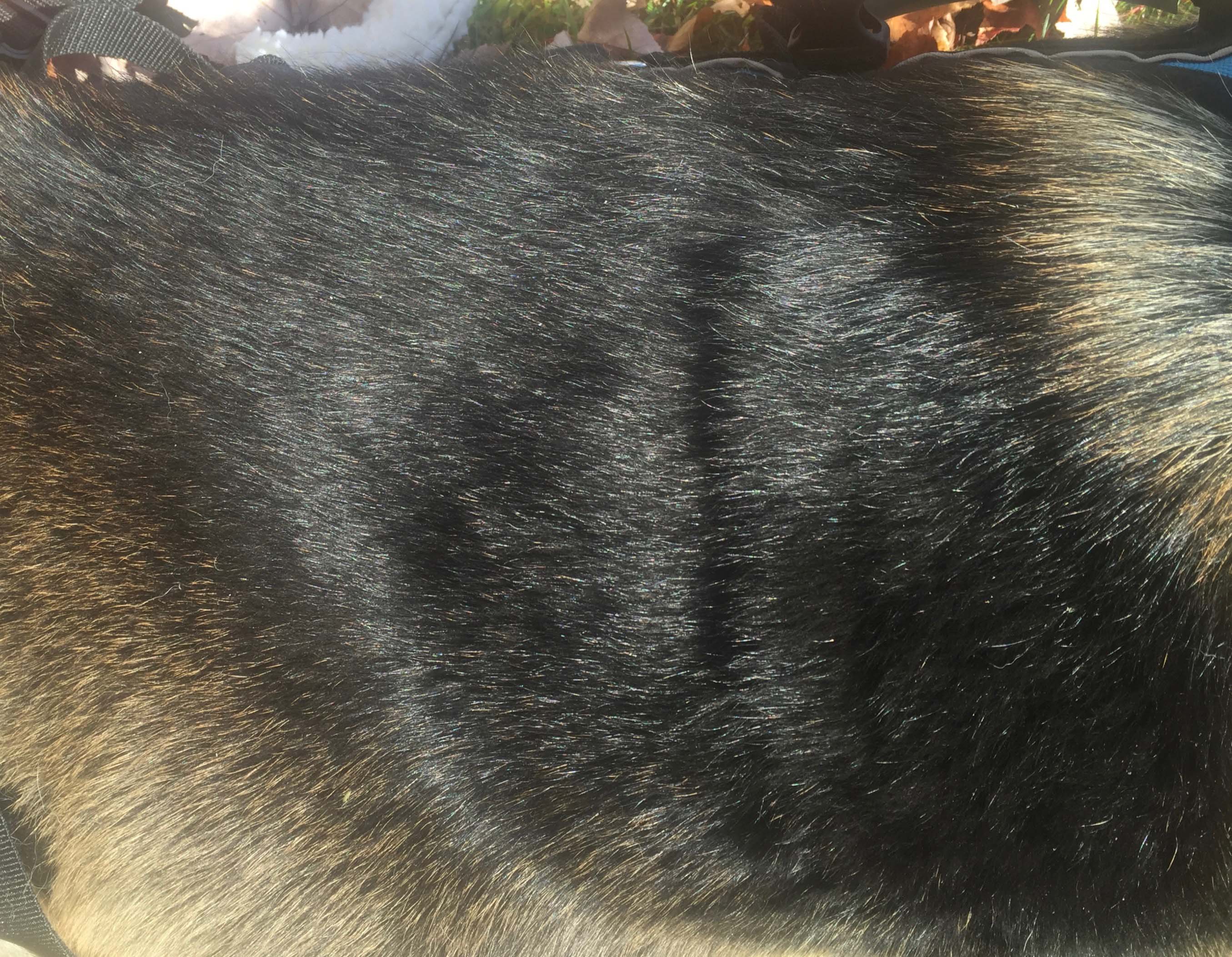 Dog Dandruff This is How To Fix it in 10 minutes