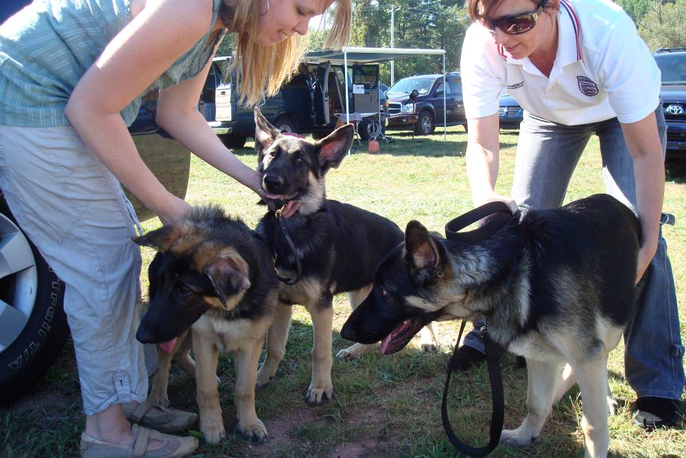 Three German Shepherd puppies not wanting to pose at a dog show GSD puppies at Dog Show