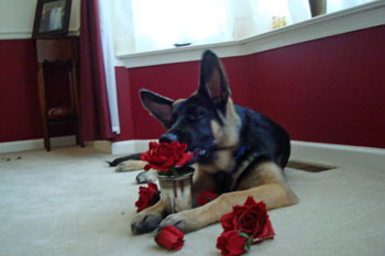 Adolescent dogs can become destructive in the final stages of puppy development.