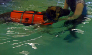 Swimming is a form of Hydrotherapy for dogs that is used to treat dog arthritis during geriatric dog care.