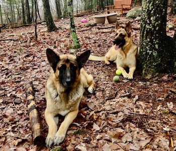 Male and Female German Shepherds