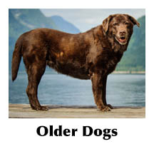 Senior chocolate lab