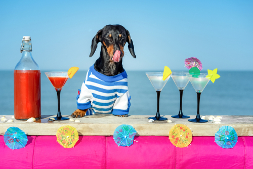 Alcohol Dog Names Alcohol Dog Names