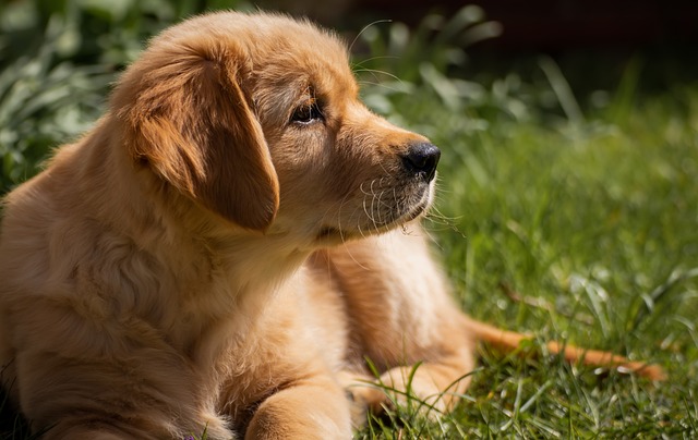 American Golden Retriever Puppy American Golden Retriever Puppy