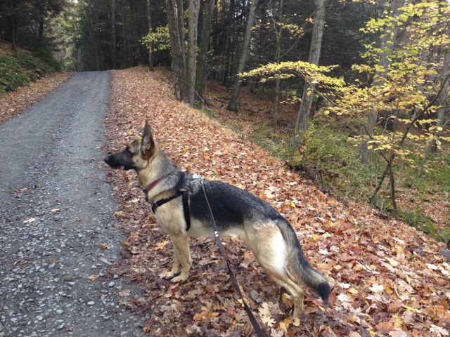 Taking a dog for a walk to relieve dog separation anxiety.
