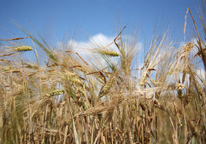 Barley grass seeds can get into dogs' paws.
