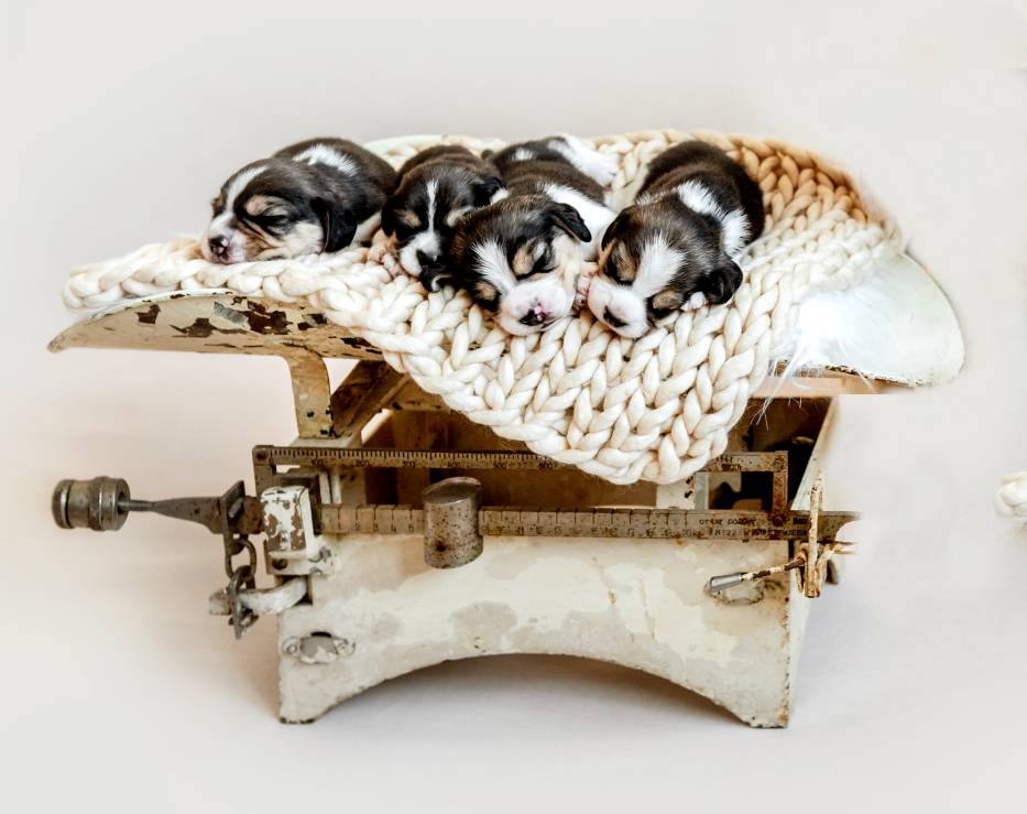 https://www.dog-care-knowledge.com/images/beagle-with-its-puppies.jpg
