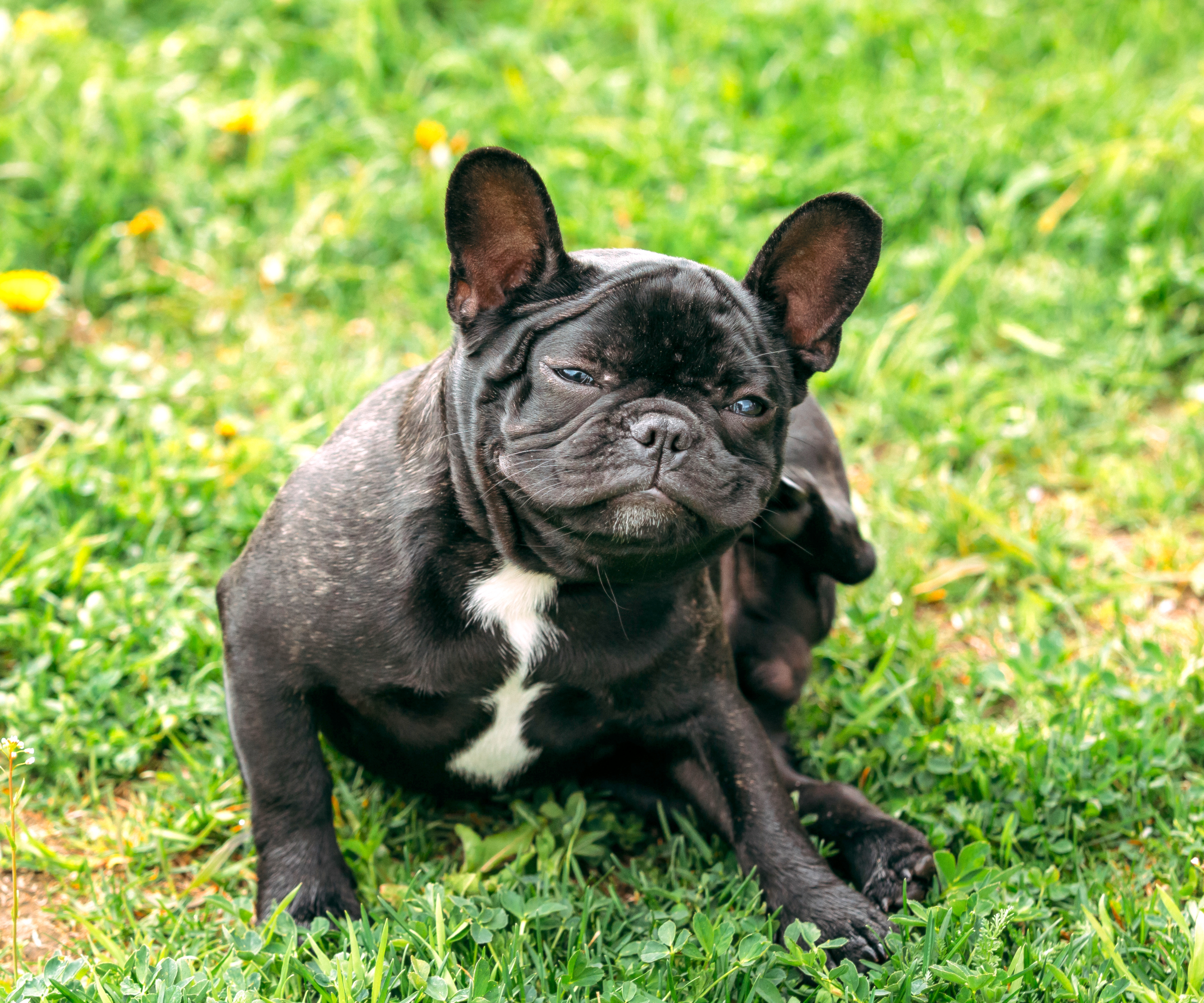 Black French Bulldog scratching
