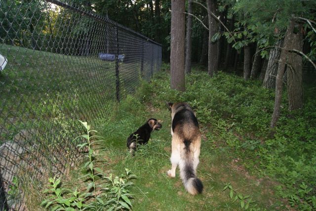 New dogs bond best when out on a walk together.