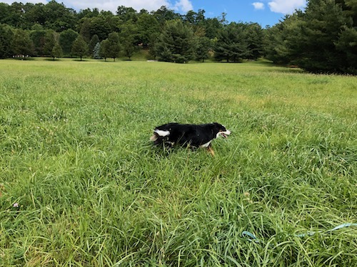 Border Collie dog running in a field