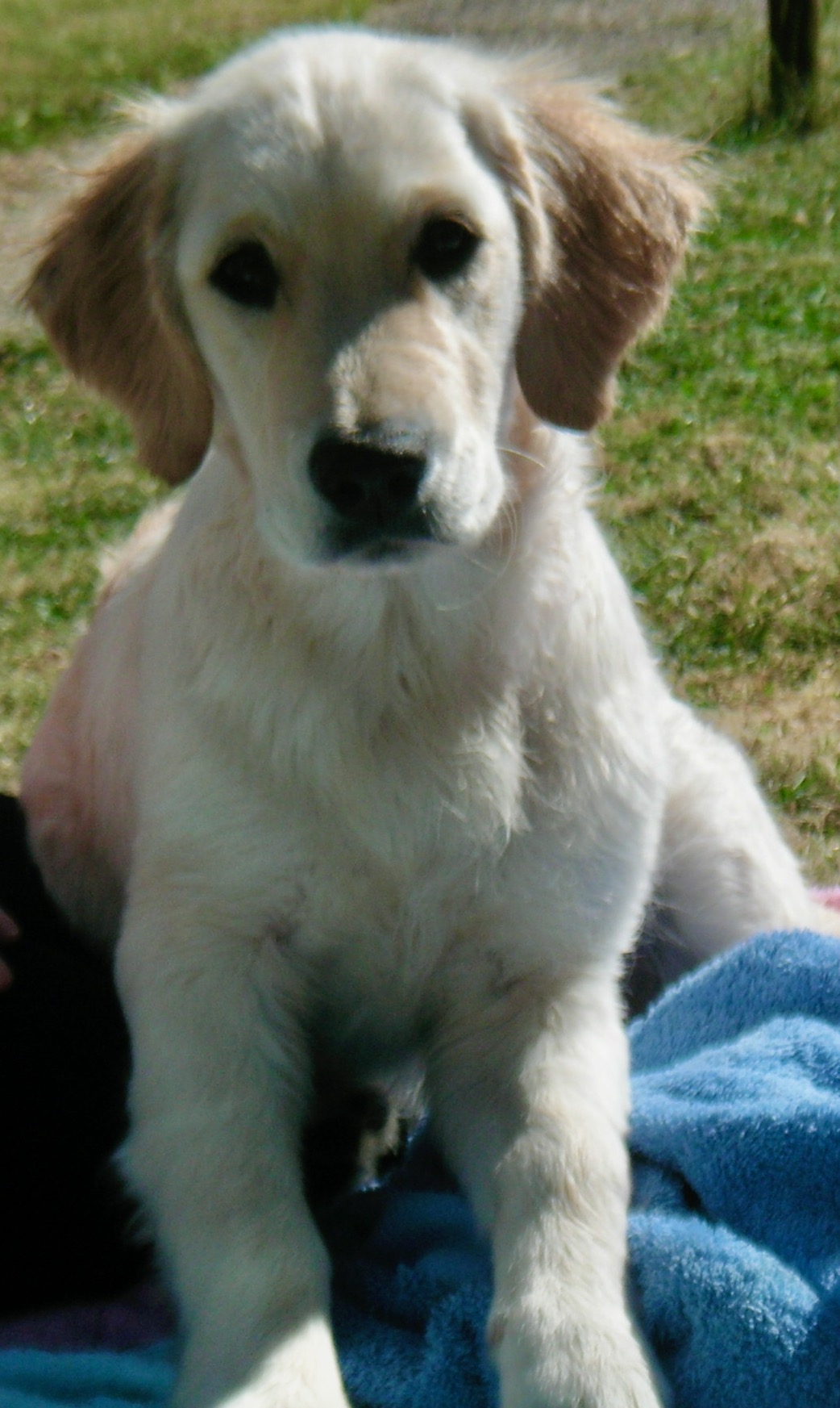 Understanding Your Golden Retriever Puppy Weight Chart understanding-your-golden-retriever-puppy-weight-chart