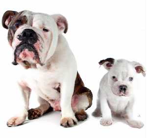 Bulldog puppy sitting with an adult bulldog
