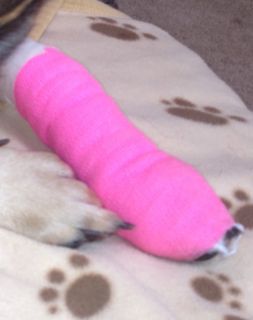 Bandaged dog paw.